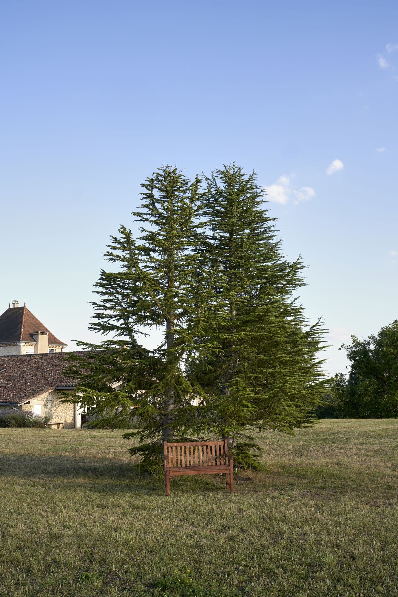 A large cedar on the property with a bench beneath it