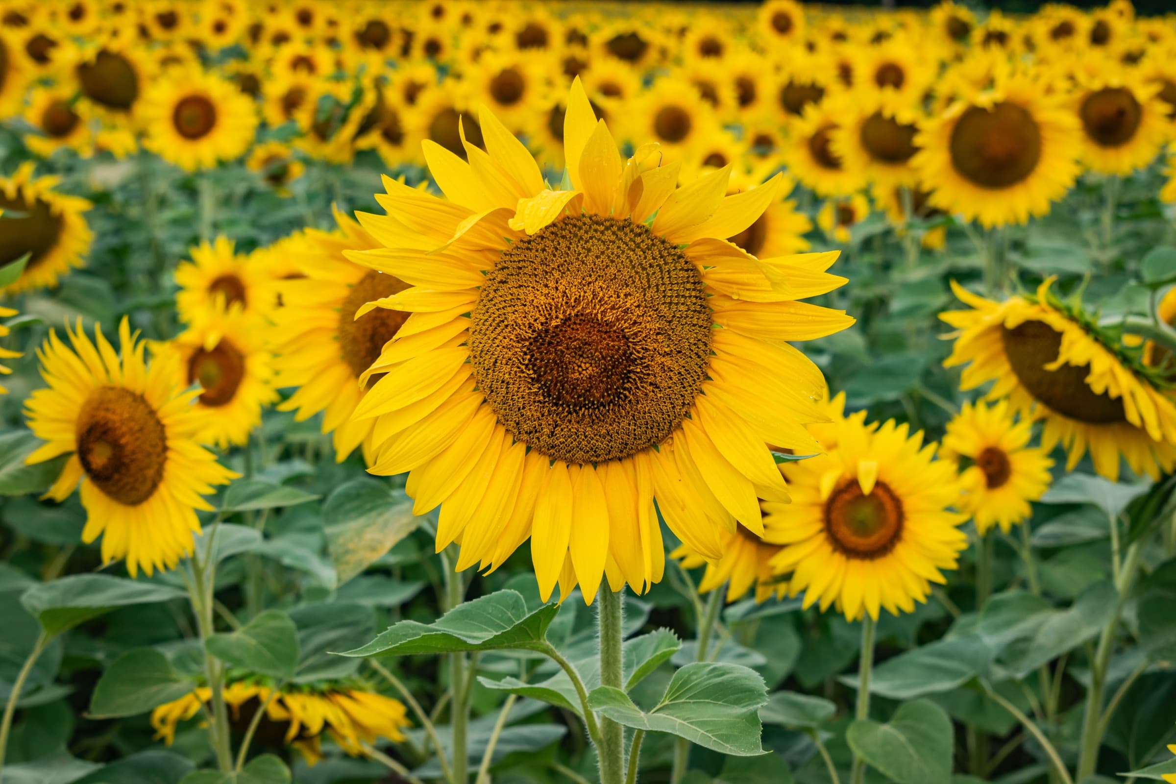 Sunflower heads filling the frame, one bloom sharp in the foreground, the field soft behind