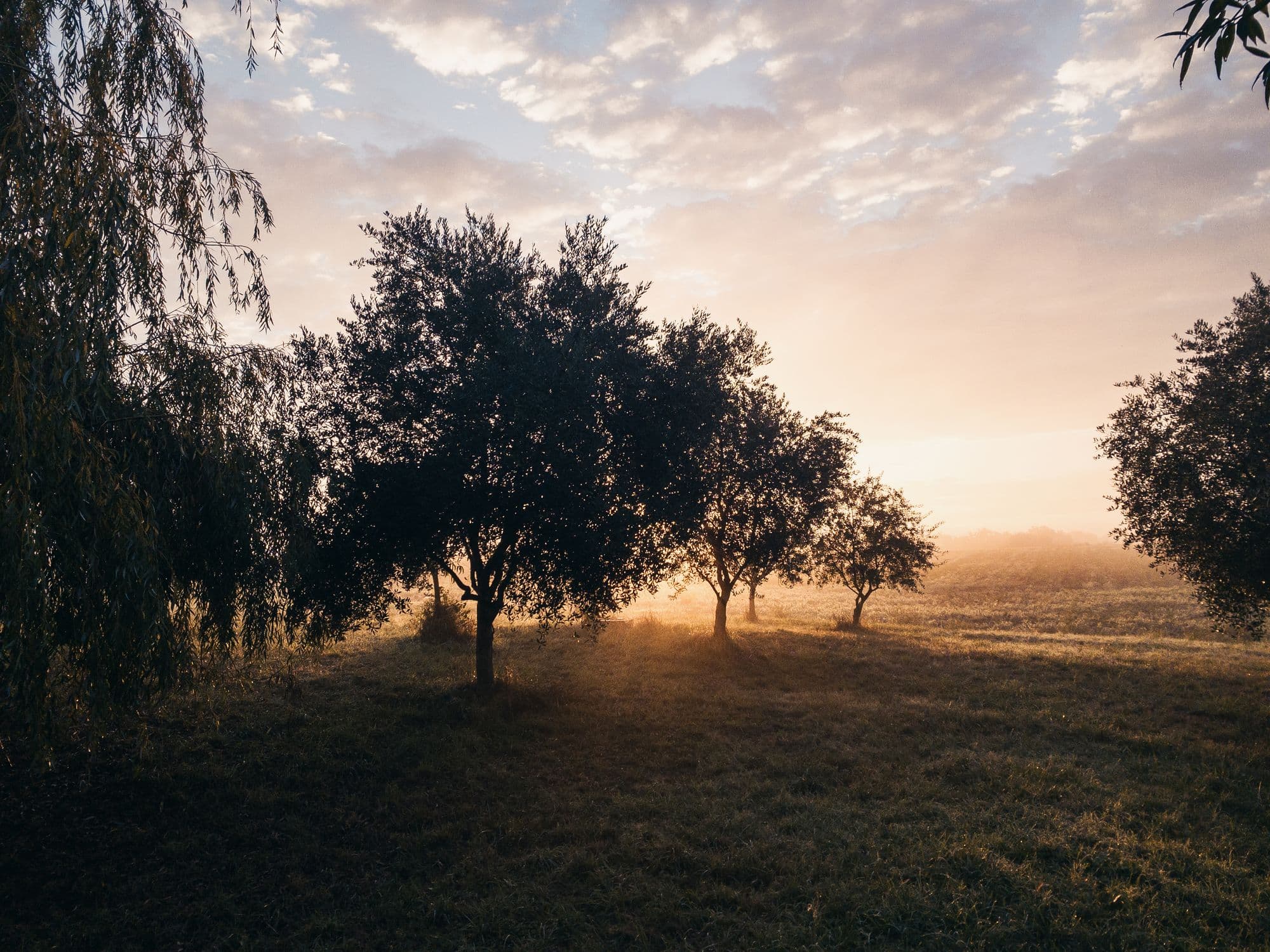 Trees backlit by low sun across a field at dawn, mist in the hollows
